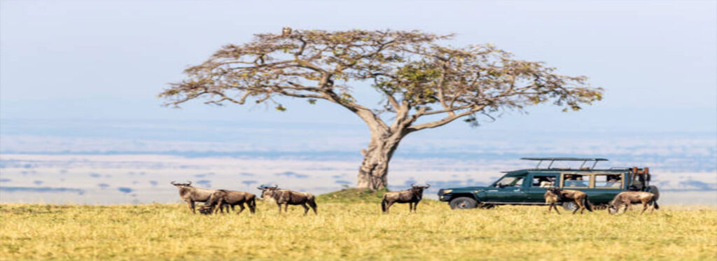 Masai Mara National Reserve, Kenya:Unforgettable Adventures